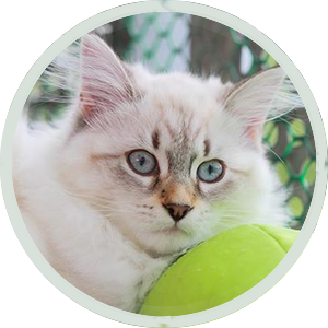 Capton Cattery
