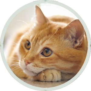 Capton Cattery